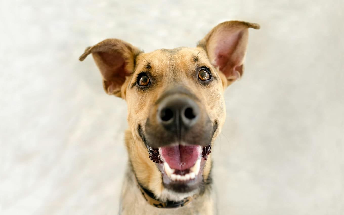 Wycieraczki polecane do domów z czworonogami